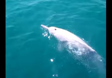 Unos pescadores de Tailandia fueron sorprendidos por impresionantes delfines albinos +Vídeo