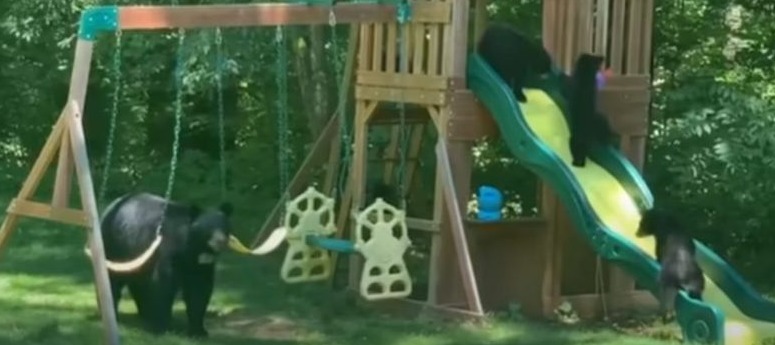 Vídeo viral: Esta familia de osos se divierte en un parque infantil
