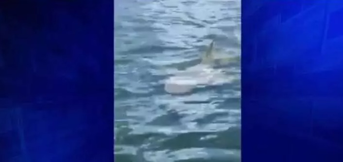 Vídeo muestra un tiburón nadando cerca de Aventura