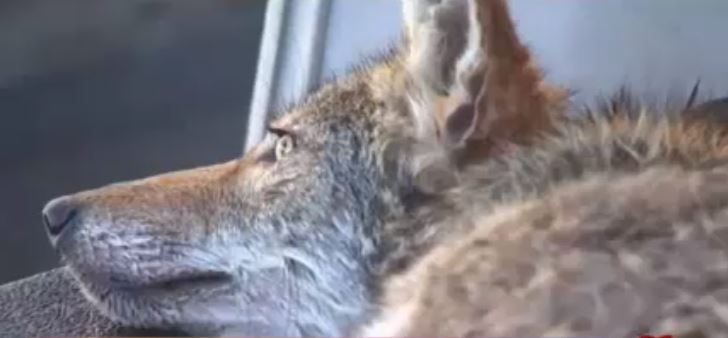 Bomberos de Miami-Dade rescataron a un coyote que cayó en las aguas de la bahía Biscayne +Vídeo