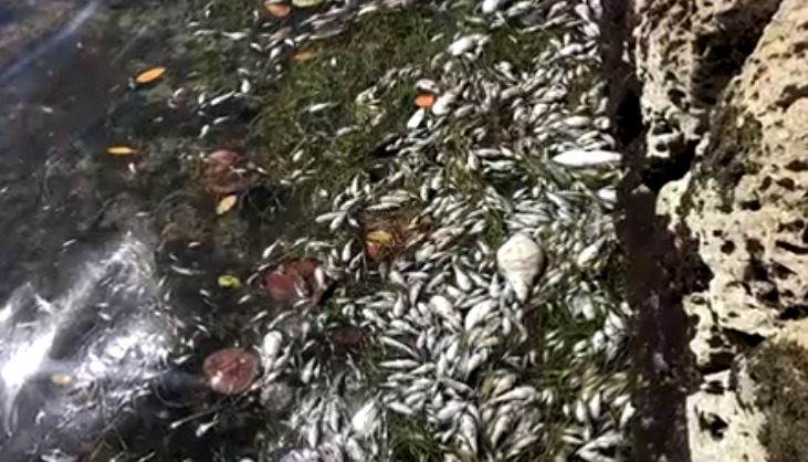 La vida marina en Biscayne Bay “está muriendo”