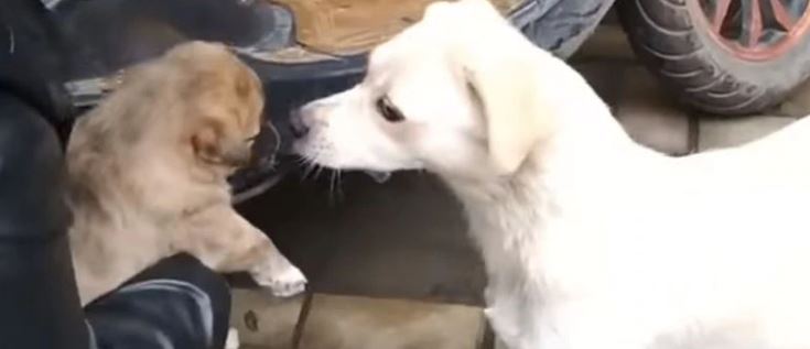 ¡Qué triste! La emocionante despedida de un cachorro y su mamá después de ser adoptado +Vídeo