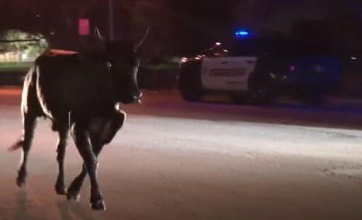 ¡Insólito! Autoridades atraparon a un toro que andaba suelto en Broward +Vídeo