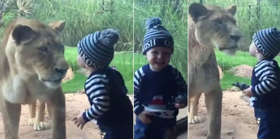 ¡De lo dramático a lo tierno! Un bebé besa a un león en zoológico australiano +Vídeo