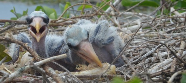 Esta ave de Florida se alimenta con “comida chatarra” para sobrevivir