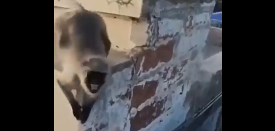 ¡A correr! Le quiso dar una galleta a un mono y se le cayó al vacío, mira la reacción del animal +Vídeo