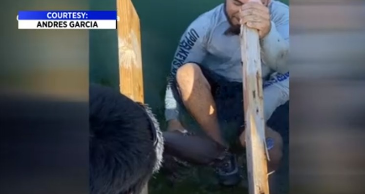 En vídeo quedó registrado cuando un tiburón mordió a un hombre de Homestead