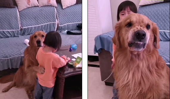 ¡Ternura! Un perro protege a su amiga de 2 años de los regaños de su madre +Vídeo
