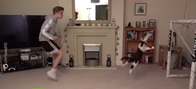 ¡Reflejos de gato…Literalmente! Un felino demuestra impresionantes dotes como arquero +Vídeo