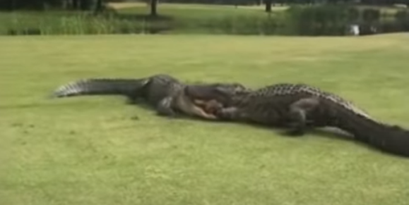 ¡Épica batalla! El vídeo viral que muestra la pelea de dos caimanes gigantes en un campo de golf de Carolina del Sur