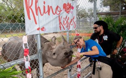 En el Zoo de Miami celebran el cumpleaños 43 de “Toshi”, el rinoceronte negro con más edad de Estados Unidos