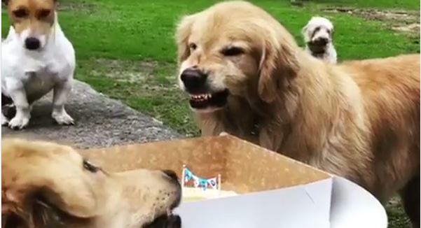 Viral: El gracioso vídeo de un perro que no quiere compartir su torta de cumpleaños