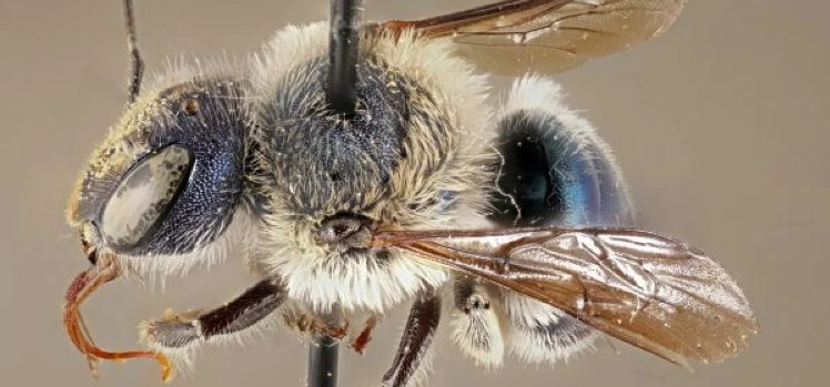En Florida avistan una rara abeja azul que se creía extinta