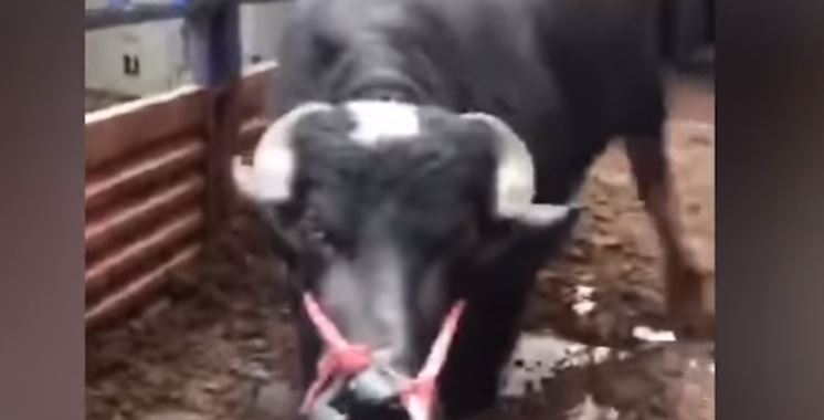 ¡La salvaron! El conmovedor vídeo de una vaca preñada que de rodillas “llora por su vida”