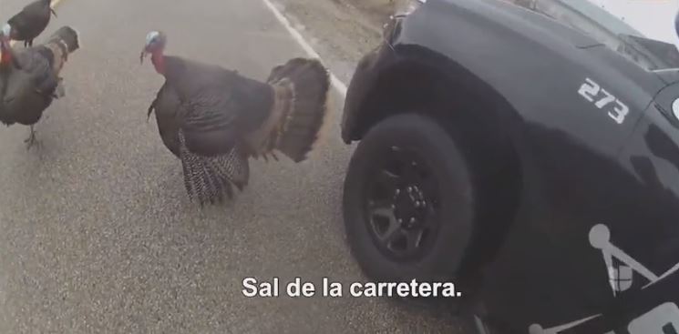 Viral: Un policía falla en su intento de ahuyentar a unos pavos muy molestos de la carretera +Vídeo
