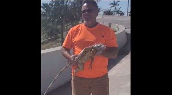 ¡Fe en la humanidad! Sujetos arriesgaron sus vidas para salvar a una iguana que quedó atrapada en una autopista de Florida +Vídeo