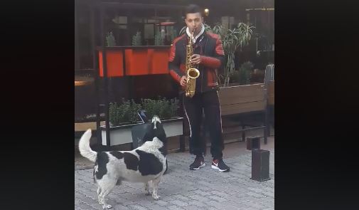 ¡Increíble! Mira qué animal se atrevió a ‘cantar’ junto al saxofonista que tocaba en plena calle +Vídeo