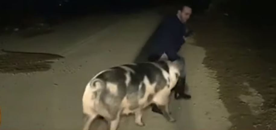 ¡Viral! El incómodo momento que pasó un periodista que estaba en vivo tras ser perseguido por un cerdo +Vídeo