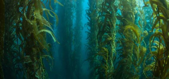 Aprueban proyecto de ley que combatirá las floraciones de algas verdeazuladas en Florida
