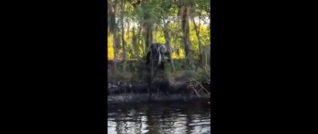 ¡Épica batalla! Quedó registrado en vídeo una pelea entre dos cocodrilos en un parque de Florida