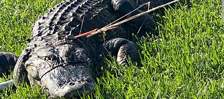 Buscan a sospechoso de haber herido con dos flechas a un cocodrilo en Florida