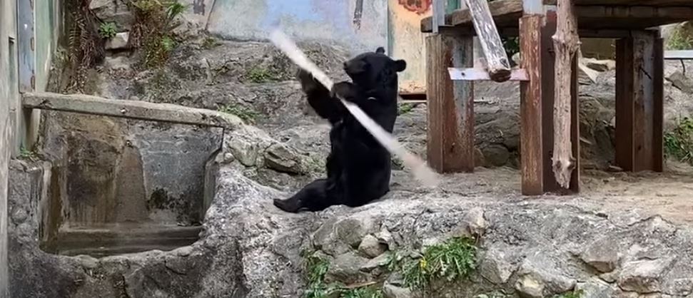 ¡Sorprendente! Un oso real quiso imitar a ‘Kung fu panda’ con habilidades ninja +Vídeo