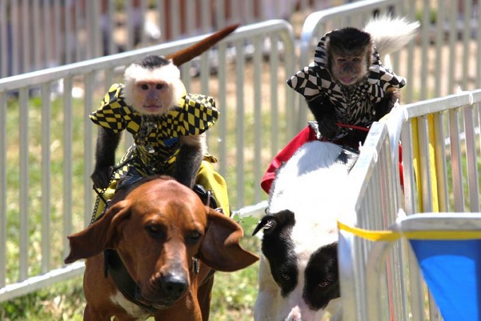 Activistas rechazaron carreras de animales en feria de Broward