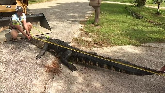 Cazadores  de cocodrilos en Florida  capturaron un gran ejemplar en su primer intento