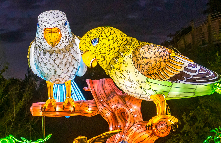 Despide el año con un show visual impresionante en el Central Florida Zoo