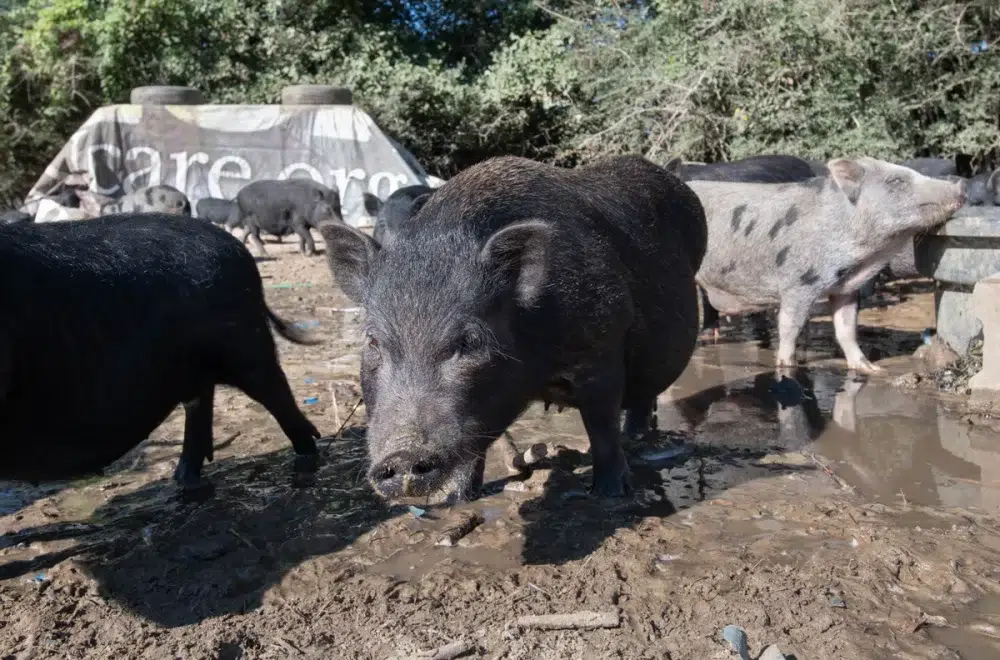Increíble historia en Florida: Santuario de cerdos se convirtió en una pesadilla para la policía