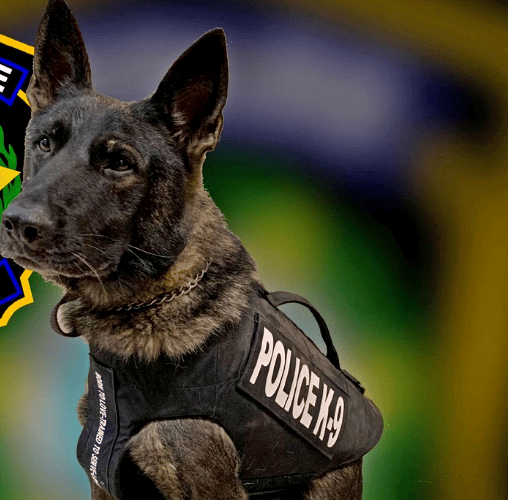 Agentes caninos son equipados con chalecos antibalas en Denver
