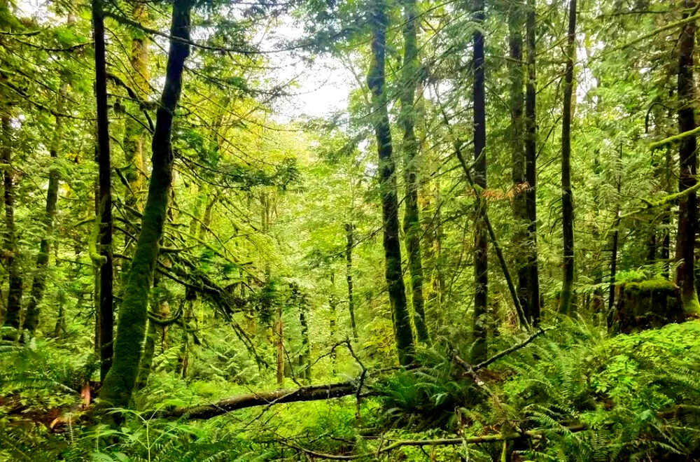 ¡Increíble historia! Salió a correr con su perro y pasó un mes perdido en el bosque