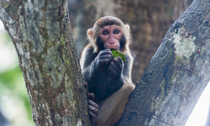Veterinario falleció en China al contraer una enfermedad transmitida por el mono