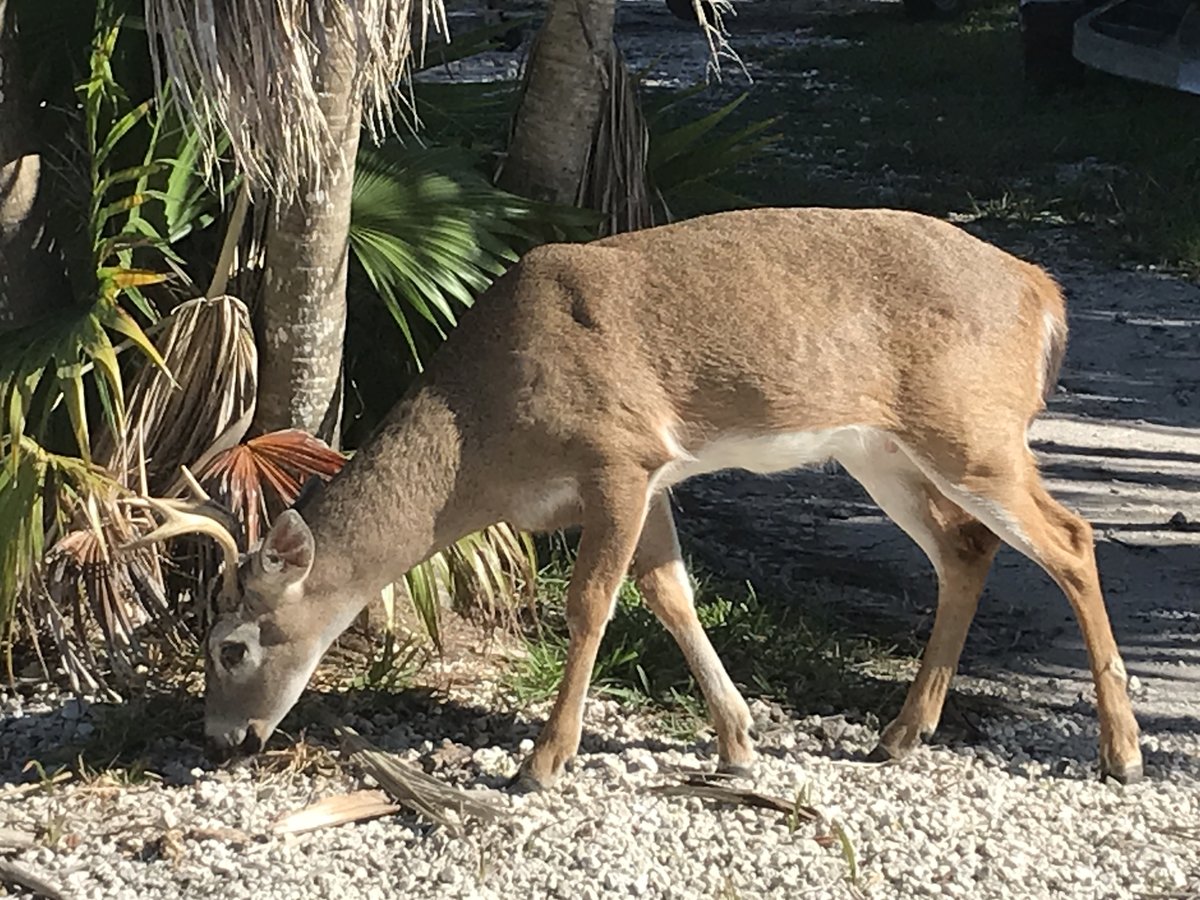 Trump planea sacar los ciervos de la lista en peligro de extinción de Florida