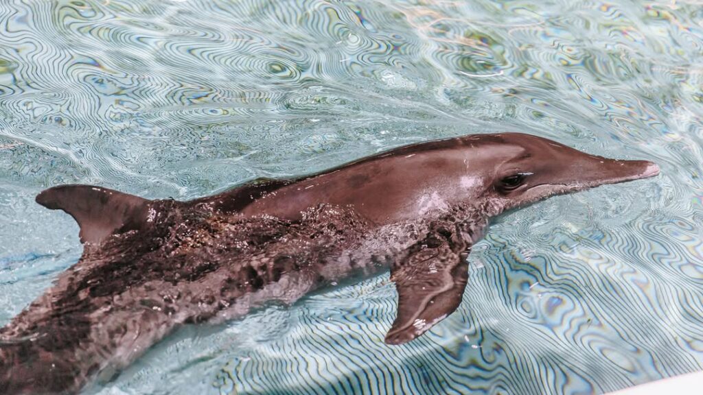 delfines
