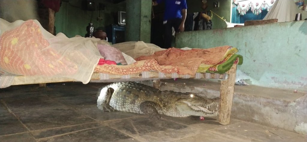 ¡Horrible! Al mirar debajo de su cama a medianoche un granjero se encontró un cocodrilo