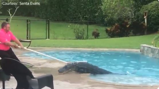 ¡Susto! Sacó a sus perros de paseo y encontró un cocodrilo de 8 pies y 300 libras en su piscina en Florida