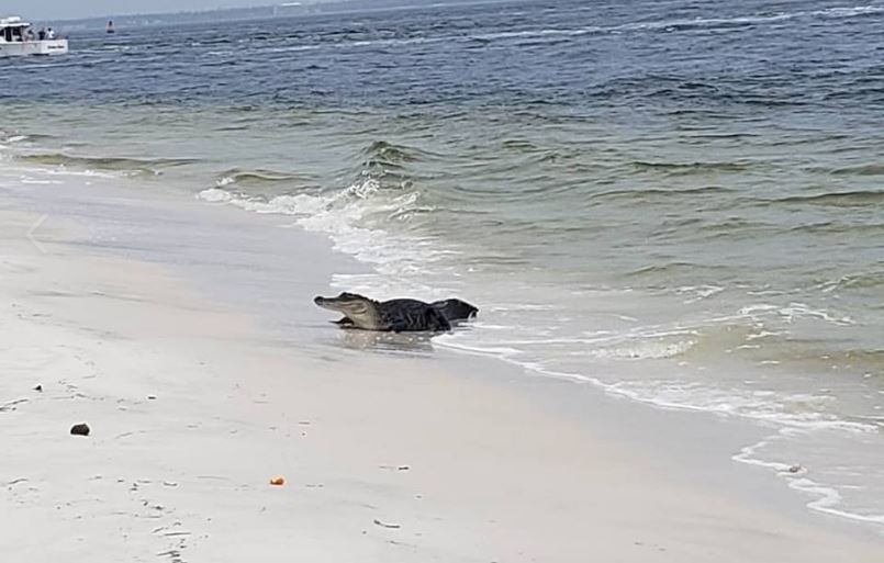 ¡De no creer! Capturaron a cocodrilo después de tomar un baño en playa de Florida