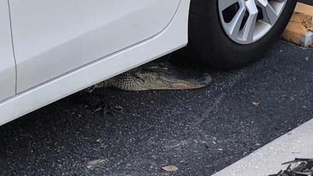 ¡Susto! Familia encontró cocodrilo debajo de su auto en Florida