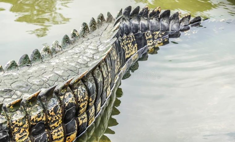 Aparece cocodrilo deshidratado en pantano de Florida: Sellaron su boca
