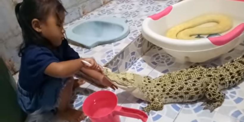 ¡Juego peligroso! Niña cepilla los dientes y maquilla a un cocodrilo en Indonesia (Video)