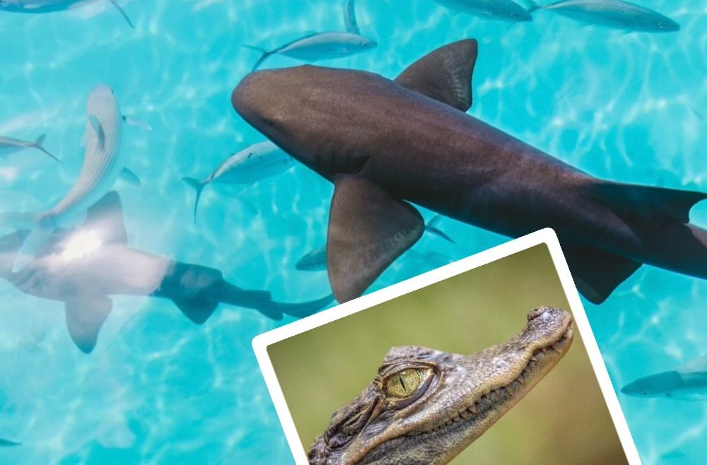 Sólo en Florida: Un cocodrilo y seis tiburones comparten único momento en Jacksonville