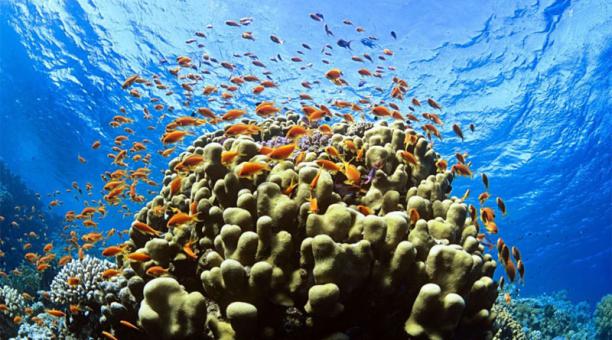 Científicos crían especies de coral amenazadas de Florida
