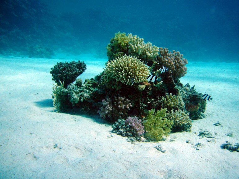 Arrecifes de coral del Mar Rojo serán protegidos por investigadores de Israel