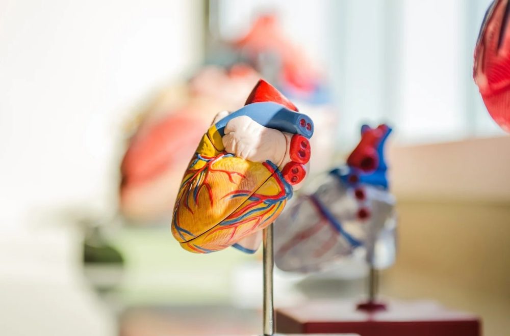 Ingenieros del MIT crearon corazón robótico que late como uno real