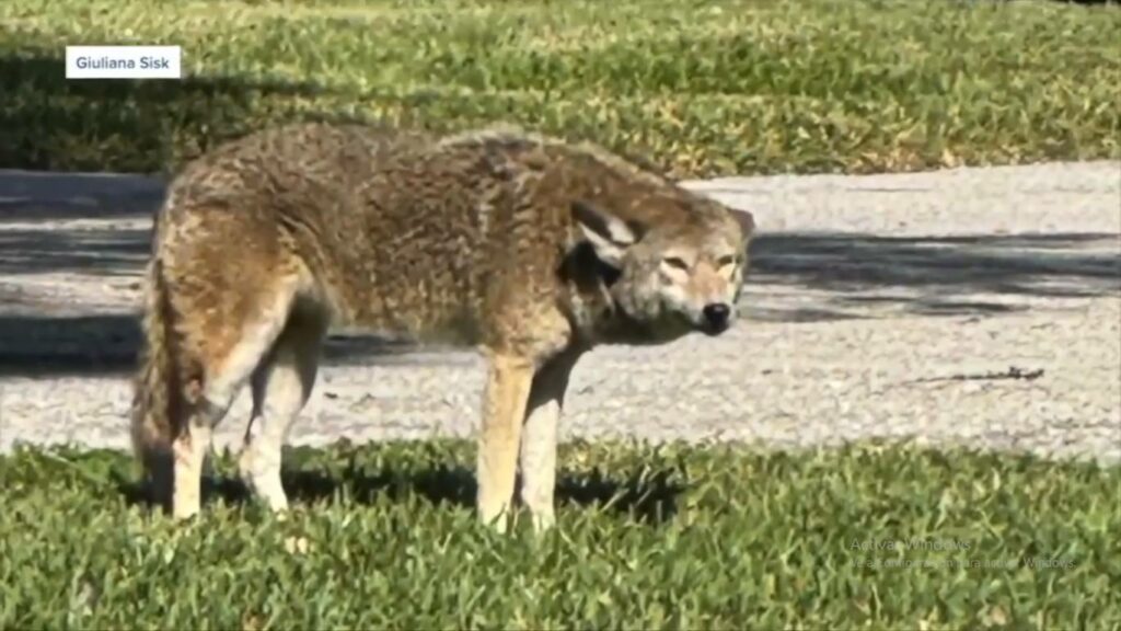 coyote