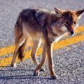 Coyote devora a un chihuahua en Fort Lauderdale y deja a familia devastada