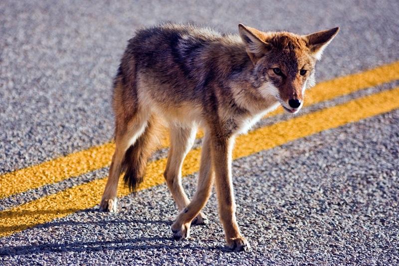 Coyote devora a un chihuahua en Fort Lauderdale y deja a familia devastada