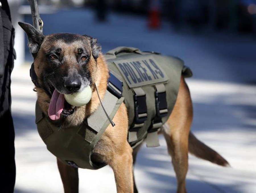 Deputy dogs: crean programa de entrenamiento de perros policías
