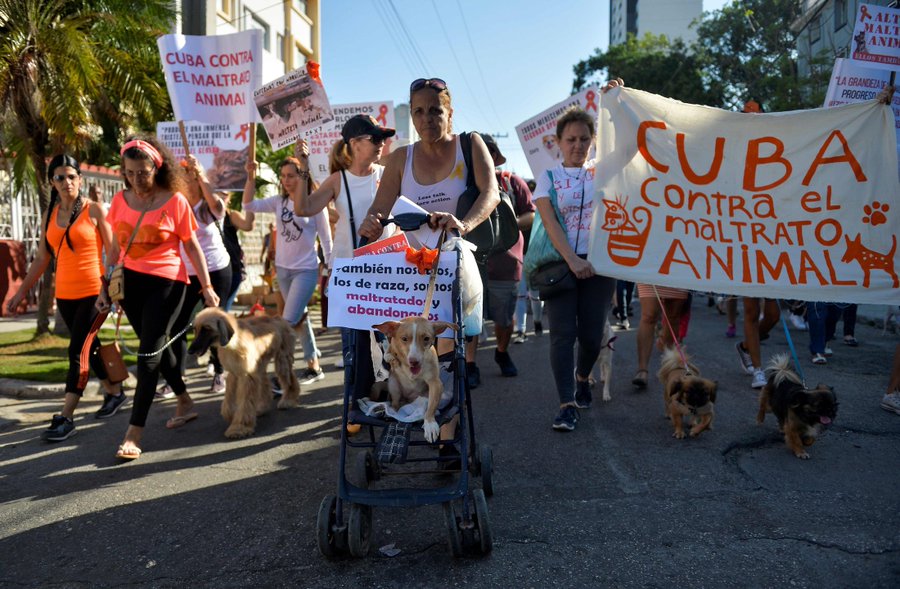 Cubanos manifestaron este domingo para exigir el fin del maltrato animal